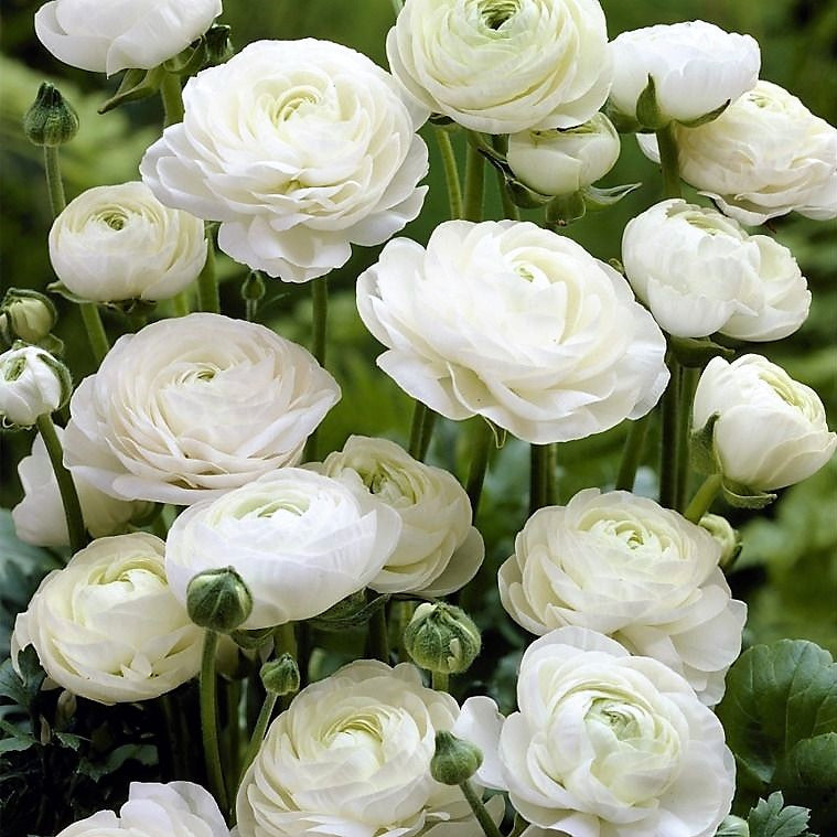 Ranunculus - White