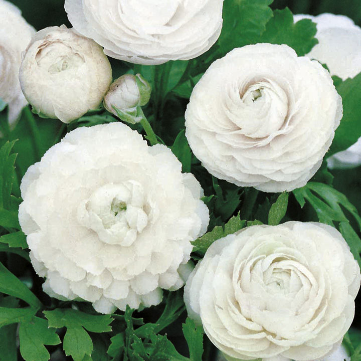 Ranunculus - White