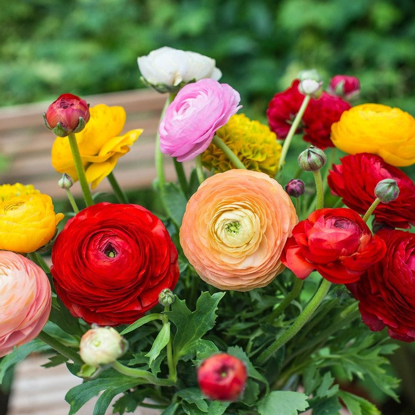 Free Ranunculus Corms with Every Order
