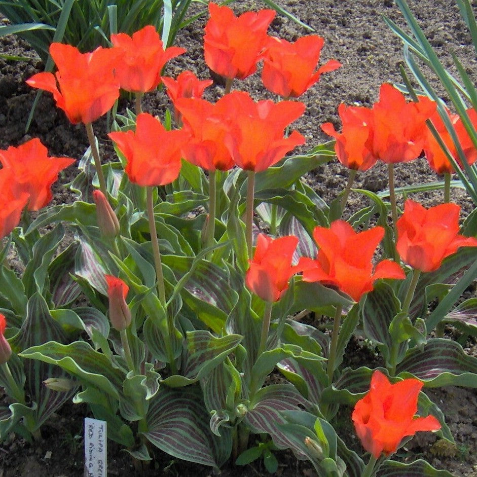 Tulip - Red Riding Hood