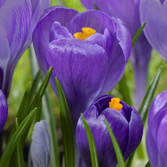Crocus Large Flowering - Remembrance