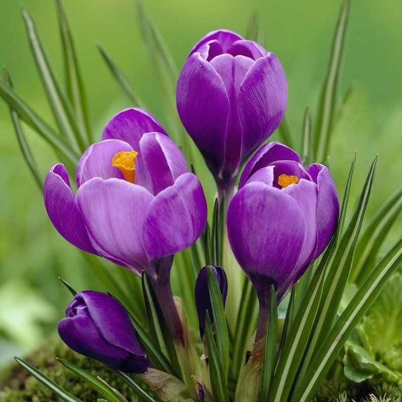 Crocus Large Flowering - Remembrance