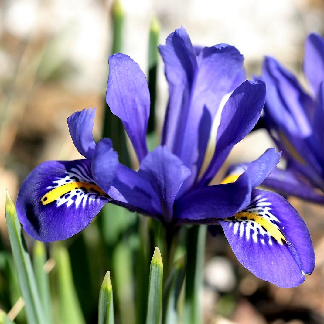 Iris - Reticulata