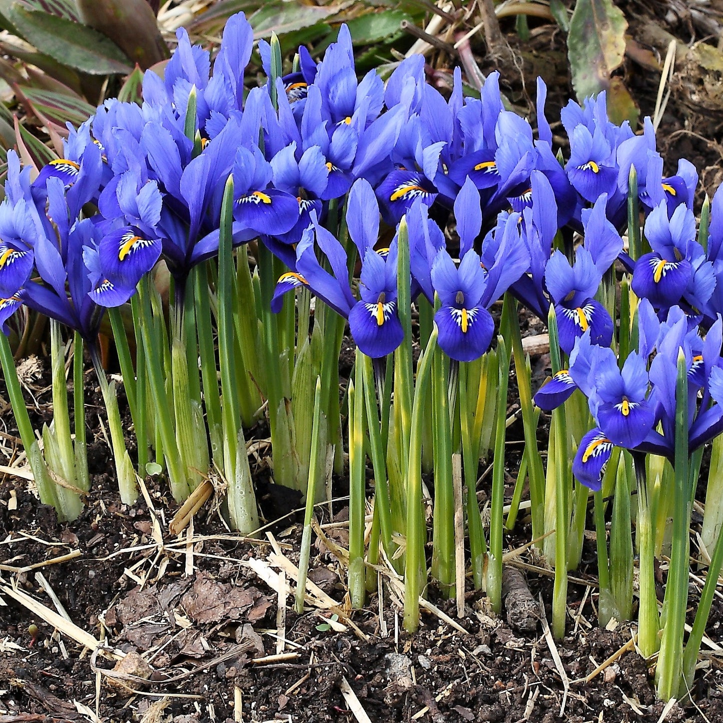 Iris - Reticulata