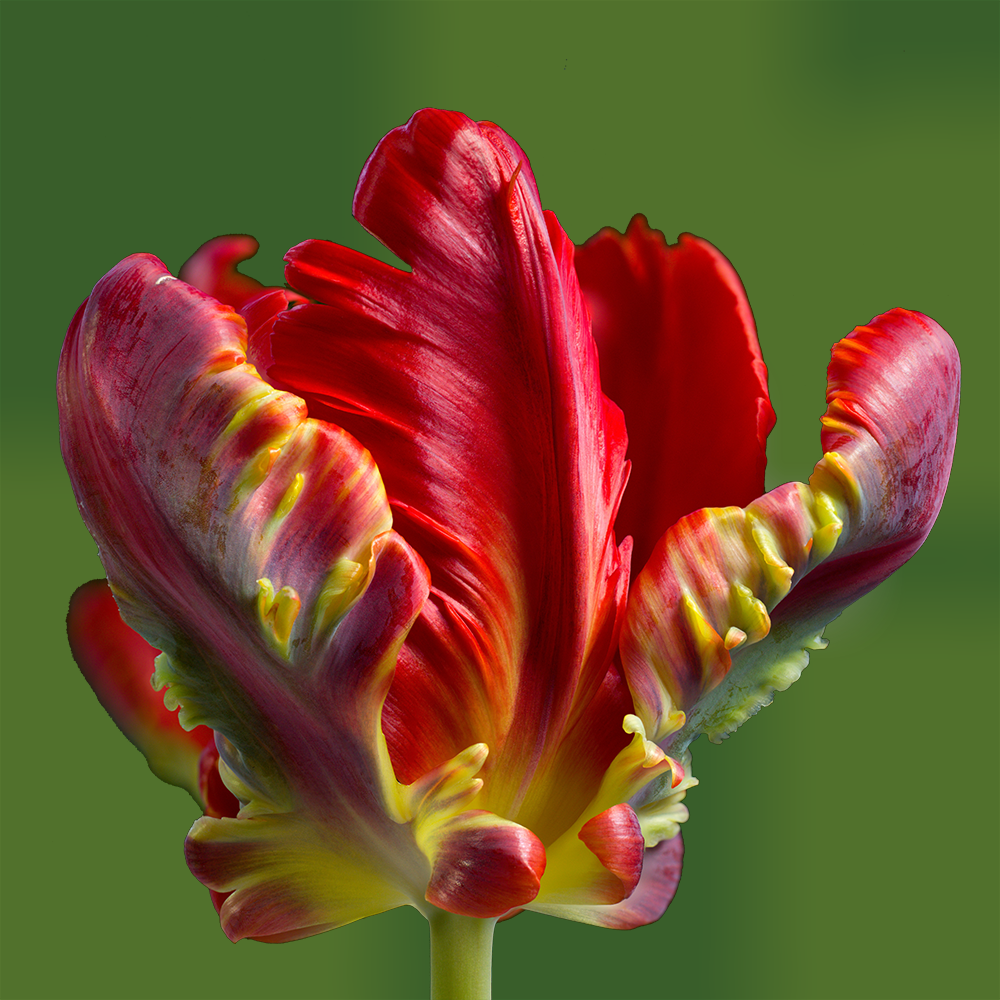 Tulip - Rococo