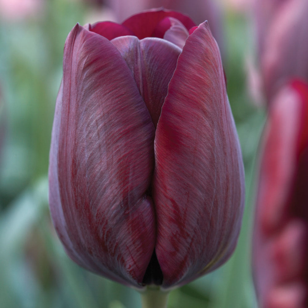 Tulip - Ronaldo