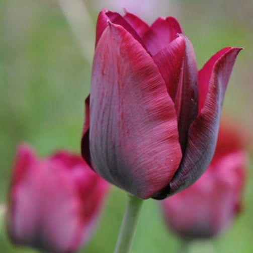 Tulip - Ronaldo