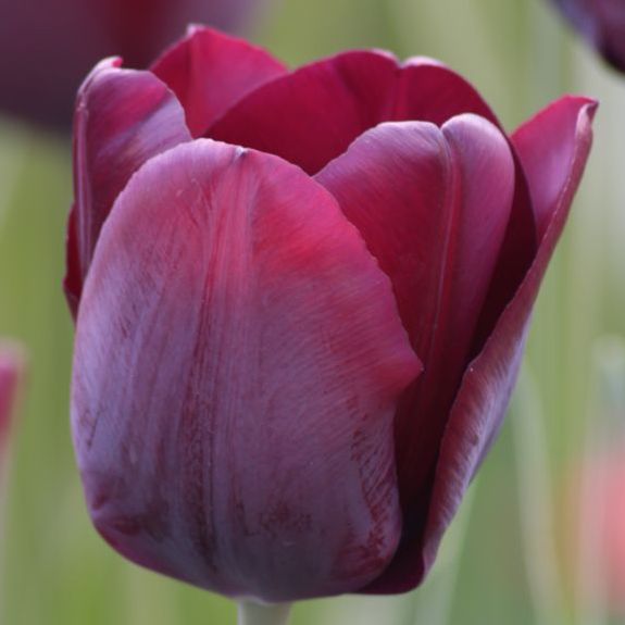 Tulip - Ronaldo