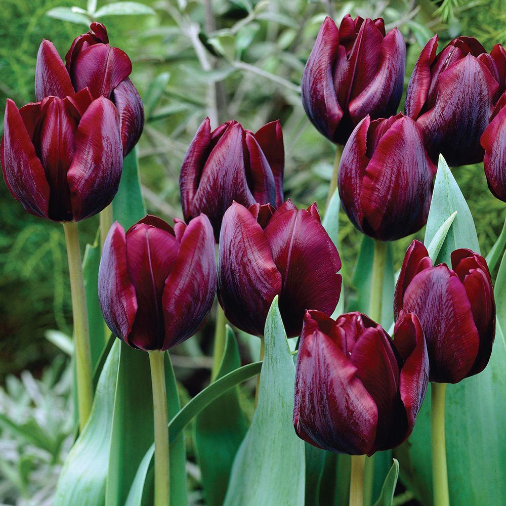 Tulip - Ronaldo