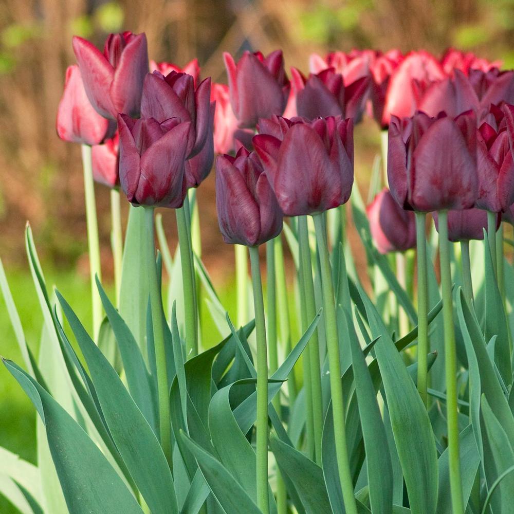 Tulip - Ronaldo