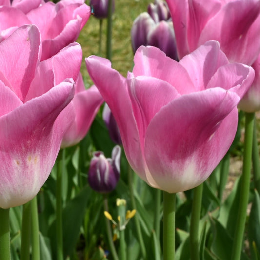 Tulip - Royal Ten