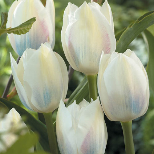 Tulip - Royal Virgin
