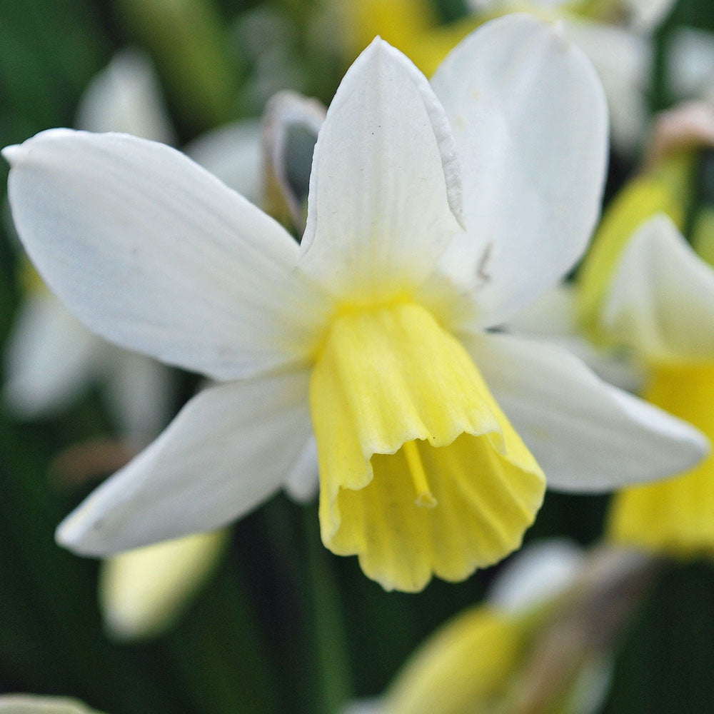 Narcissus - Sailboat