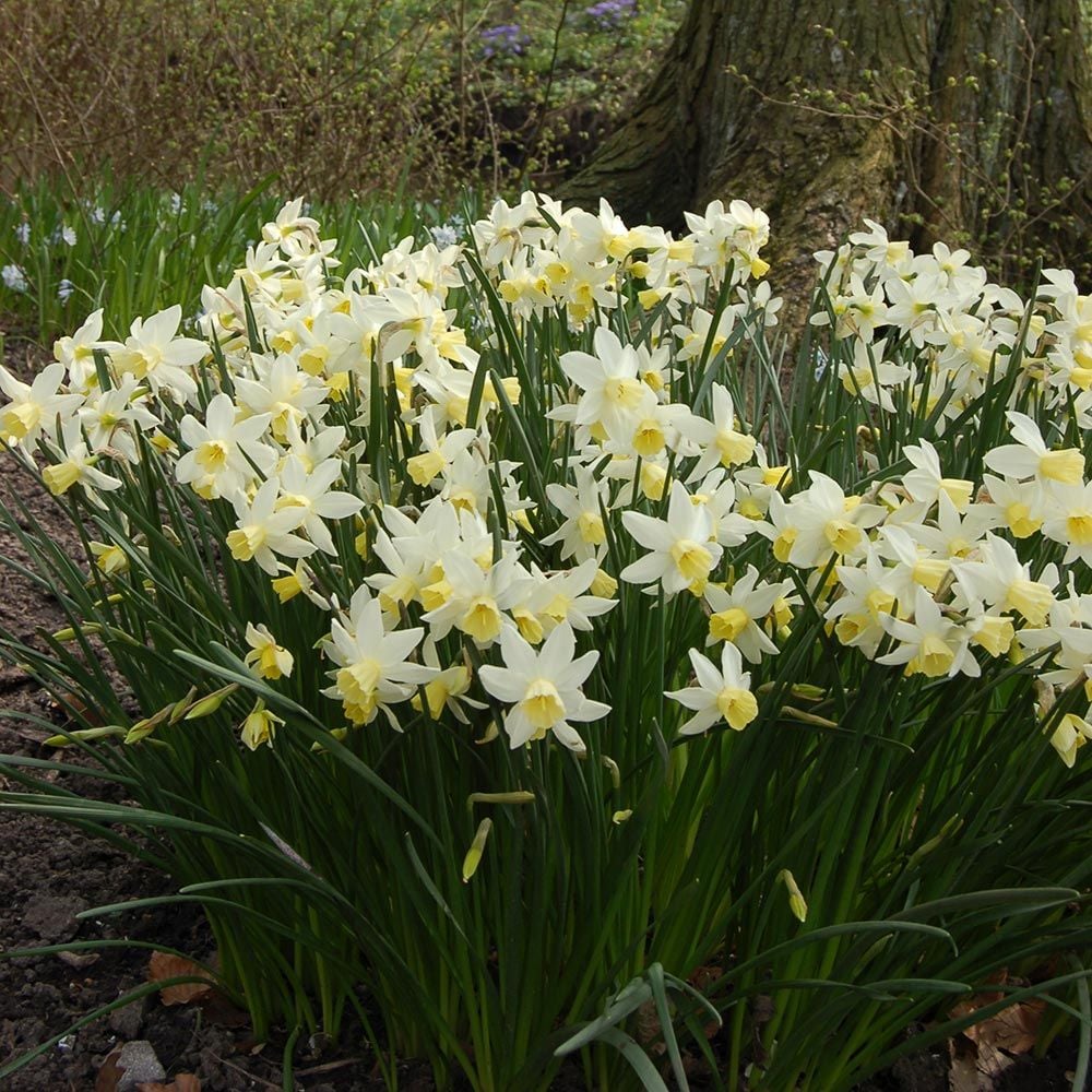 Narcissus - Sailboat