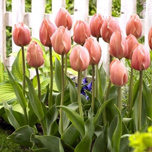 Tulip - Salmon Van Eijk