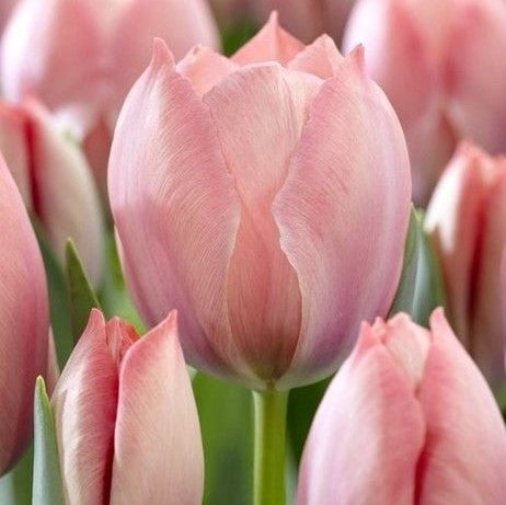 Tulip - Salmon Van Eijk