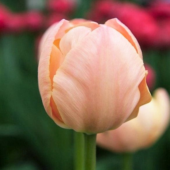 Tulip - Salmon Van Eijk
