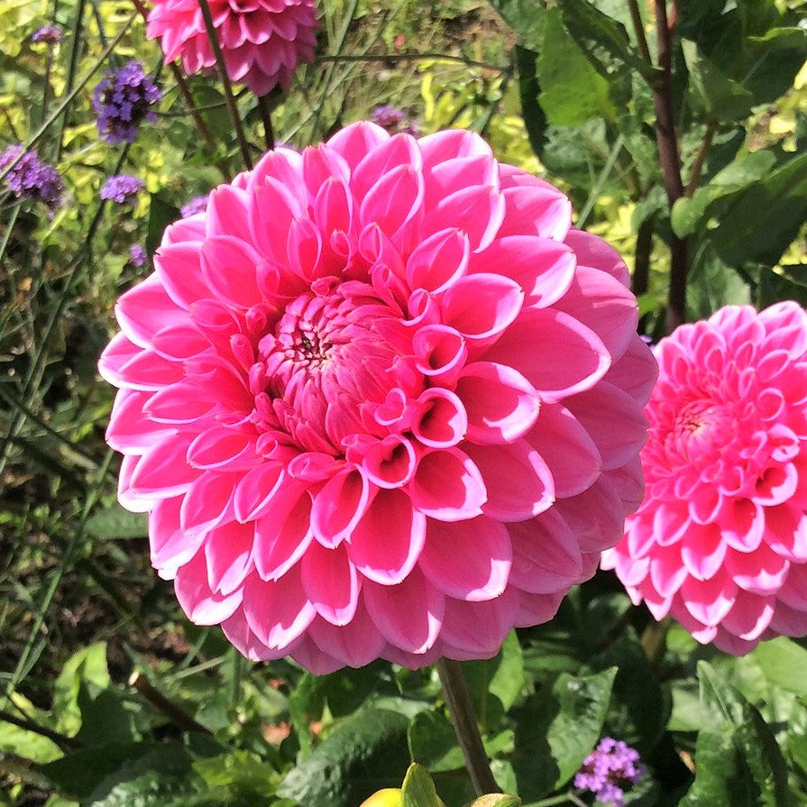 Ball Dahlia - Sandra