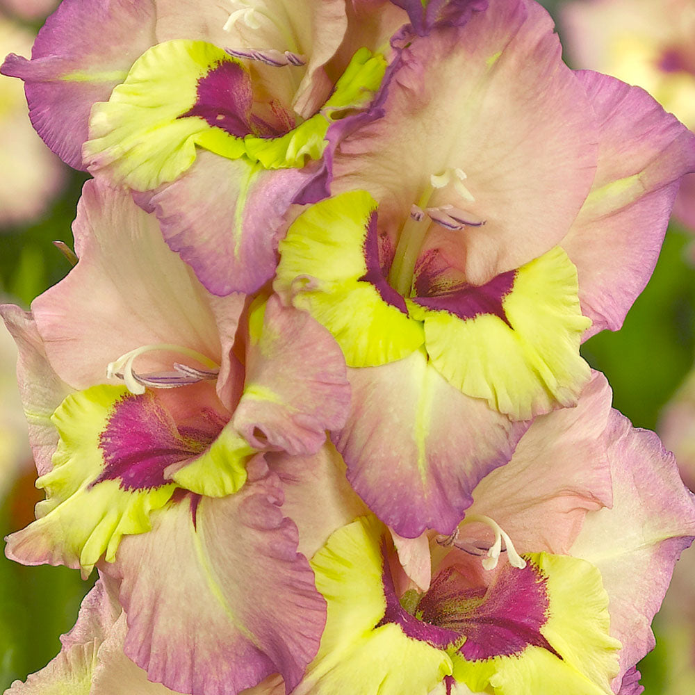 Large Flowering Gladioli - Sapporo