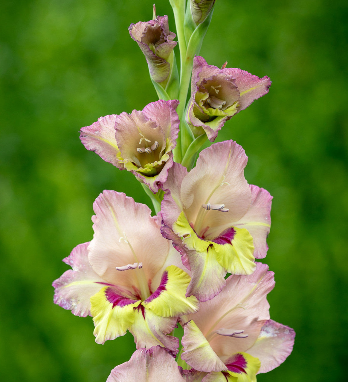 Large Flowering Gladioli - Sapporo