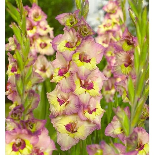 Large Flowering Gladioli - Sapporo