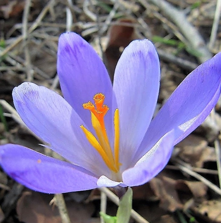 Autumn Crocus Sativus