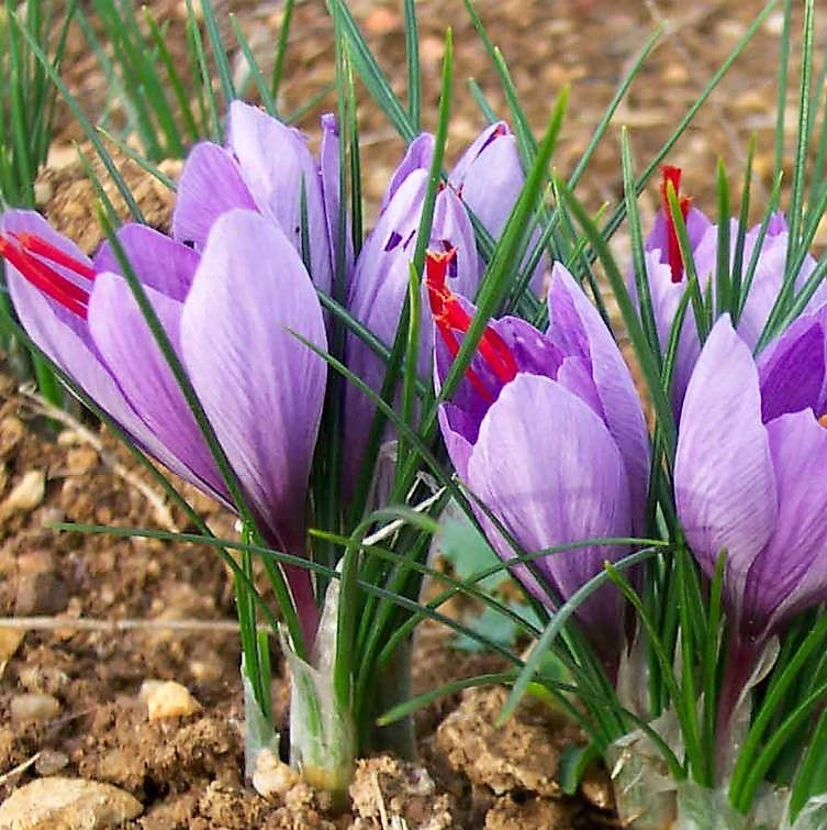 Autumn Crocus Sativus