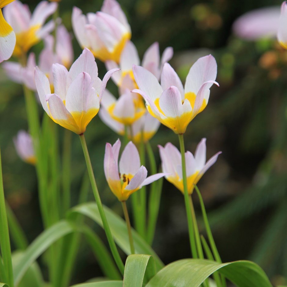 Tulip - Saxatalis