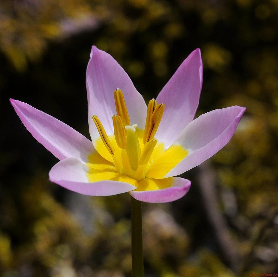 Free Species Saxatalis Tulips with Every Order