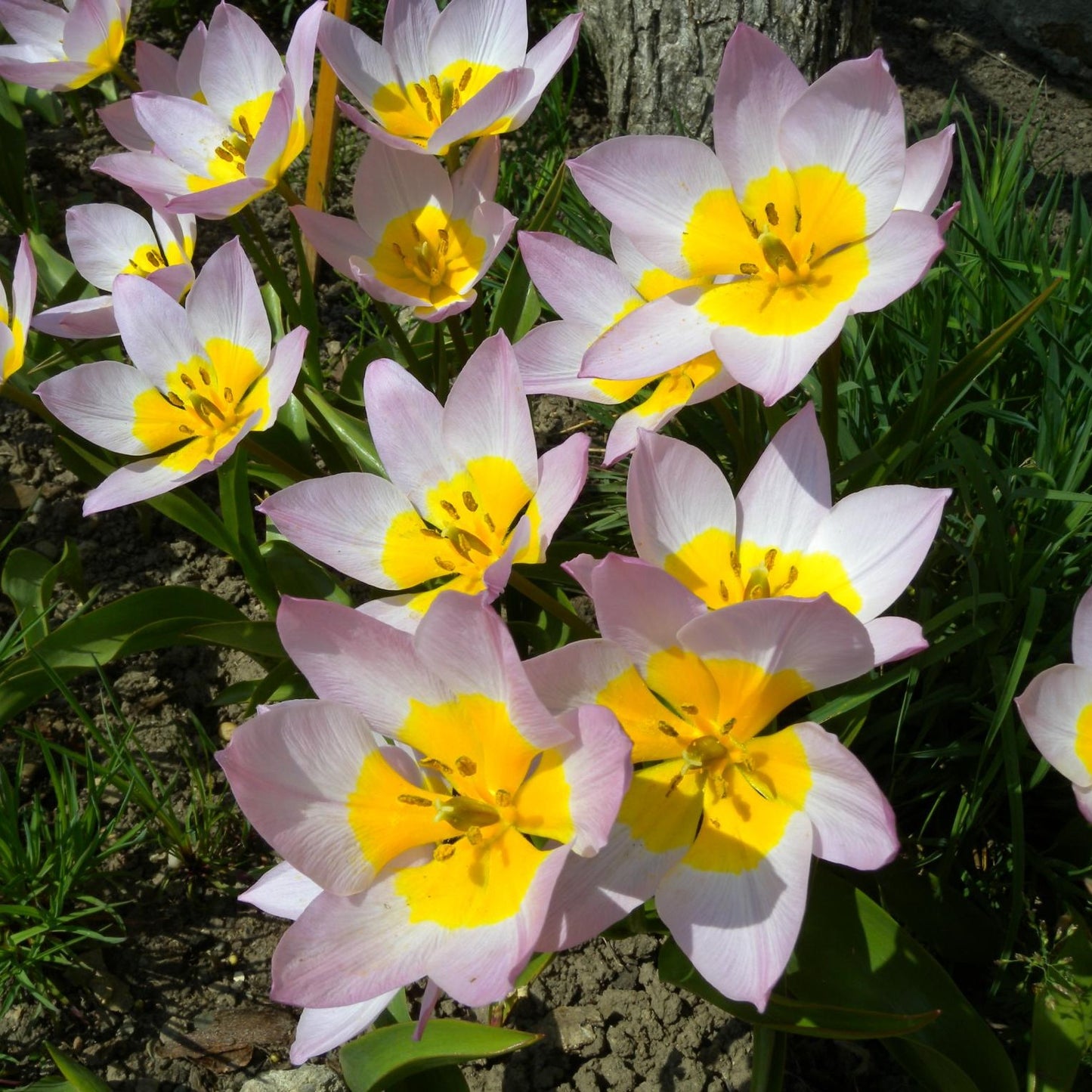 Free Species Saxatalis Tulips with Every Order