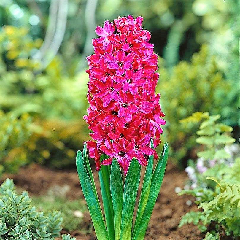 Hyacinth - Scarlet Pearl