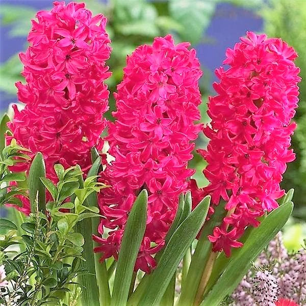 Hyacinth - Scarlet Pearl