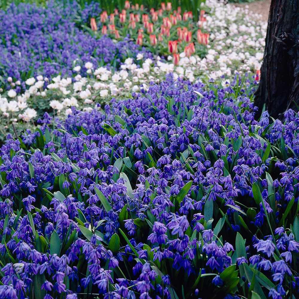 Scilla Siberica