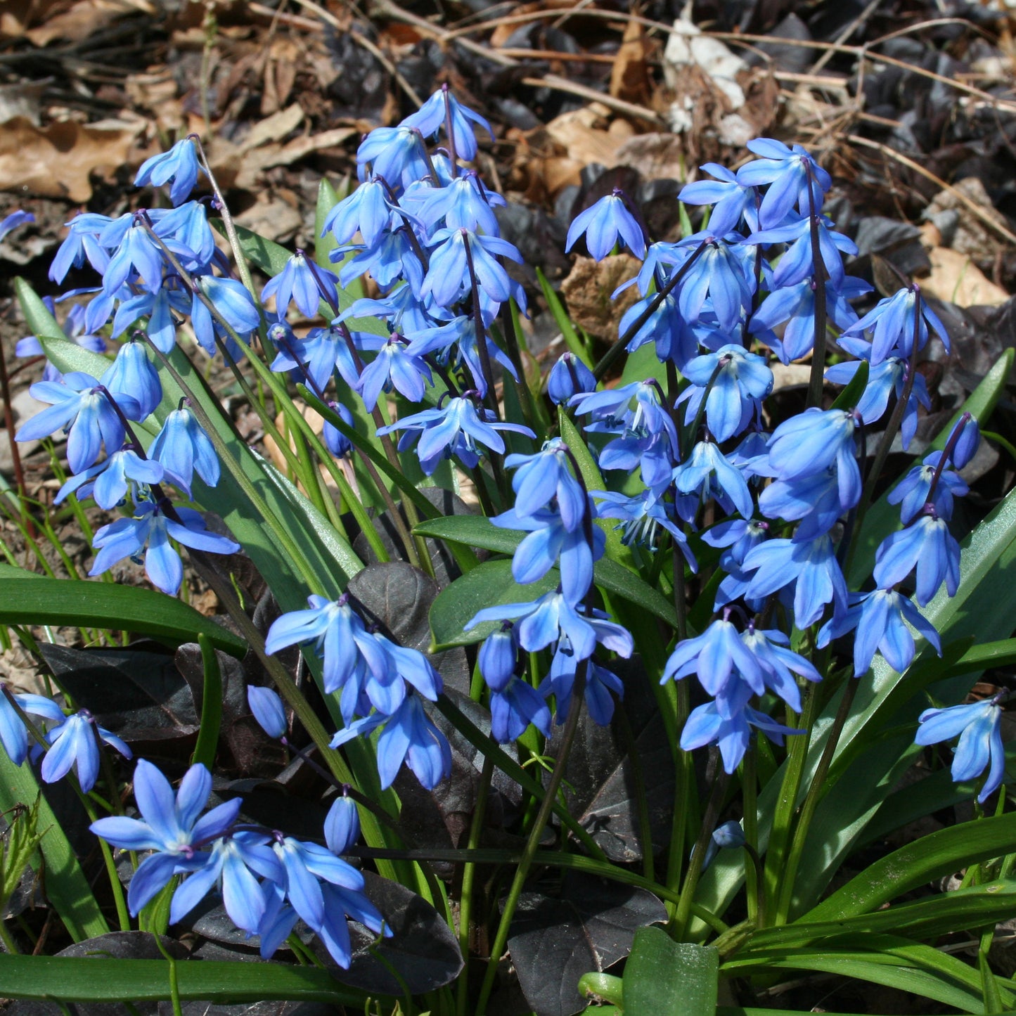 Scilla Siberica