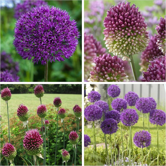 Allium Purple Sensation & Allium Sphaerocephalon (Drumstick) - Beautiful Allium Combo