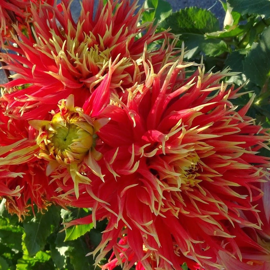 Dahlia Dinnerplate - Show'N'Tell