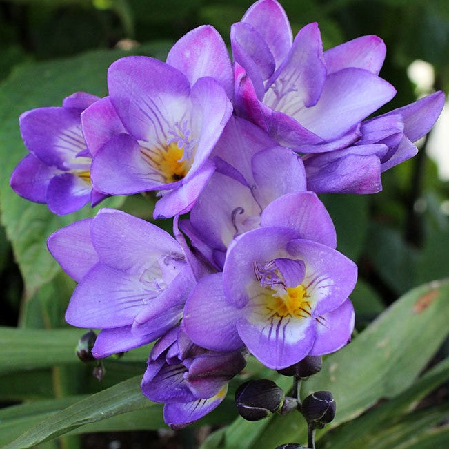 Single Freesia - Blue