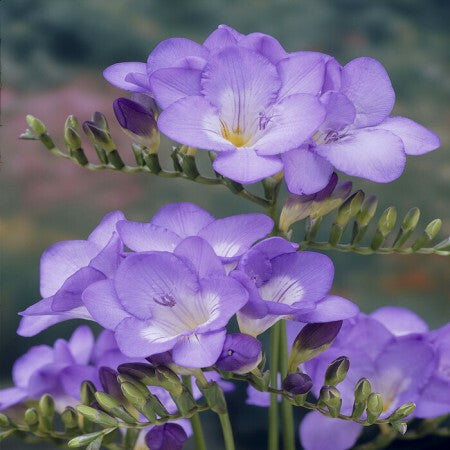Single Freesia - Blue