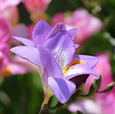 Single Freesia - Blue