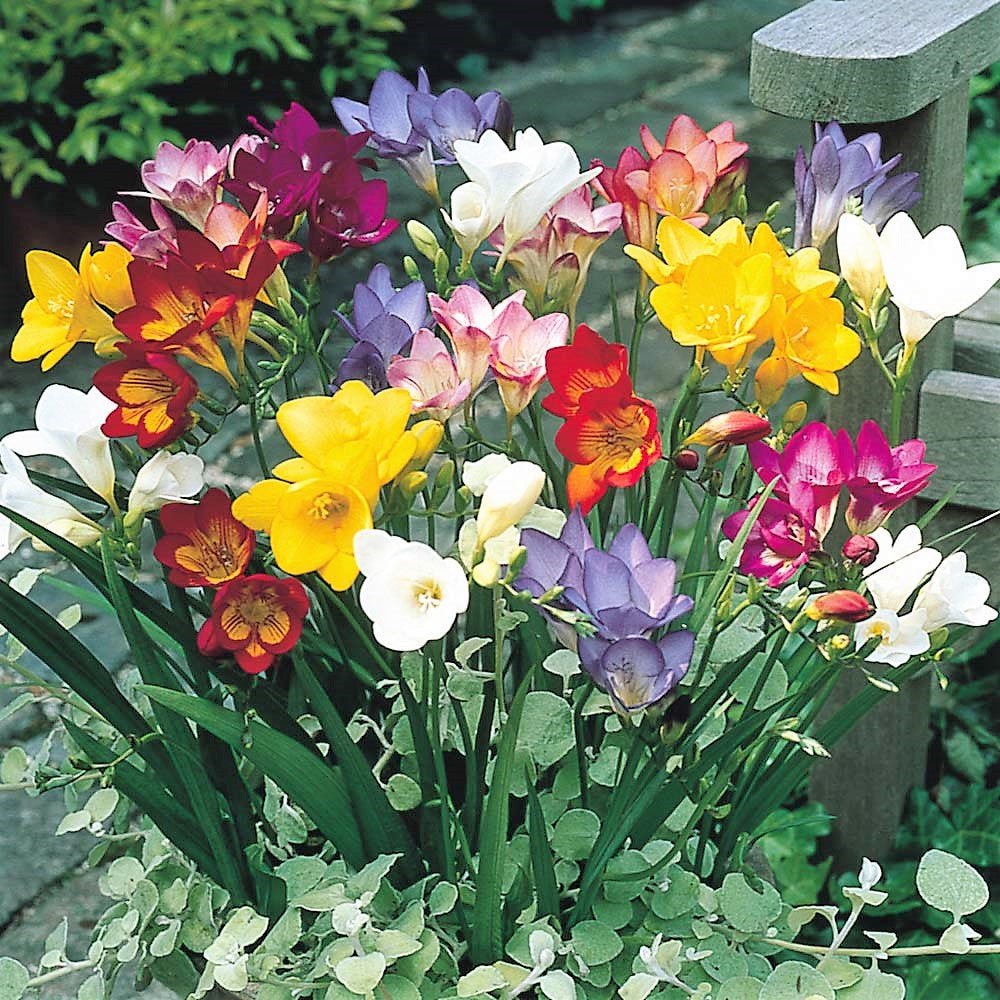 Single Freesia - Mixed