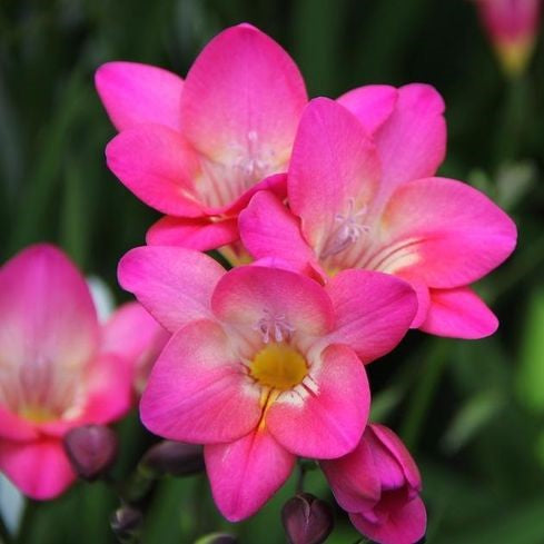 Single Freesia - Pink