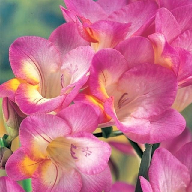 Single Freesia - Pink