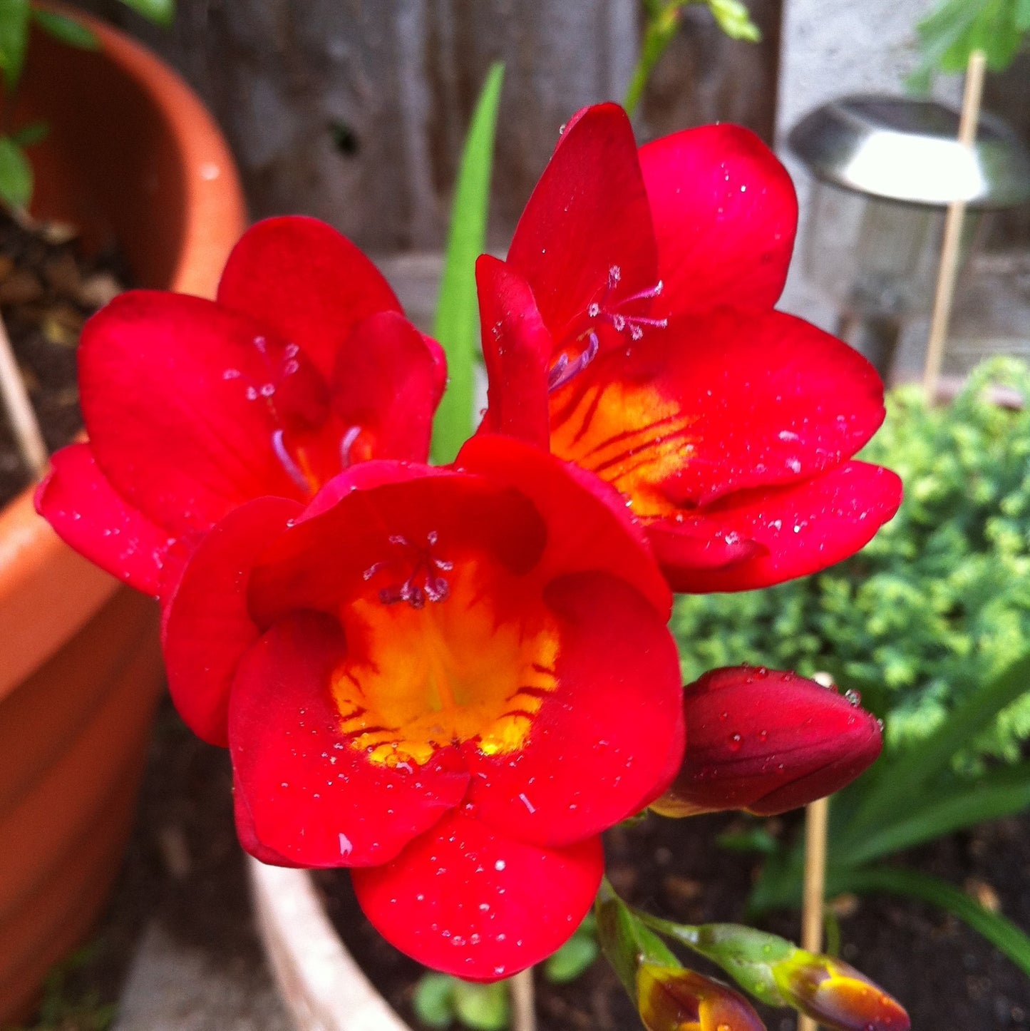 Single Freesia - Red