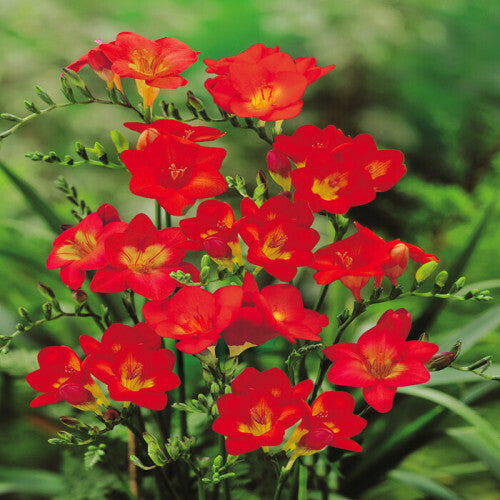 Single Freesia - Red