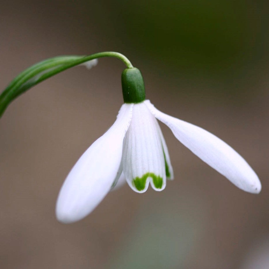 Snowdrop Galanthus Single