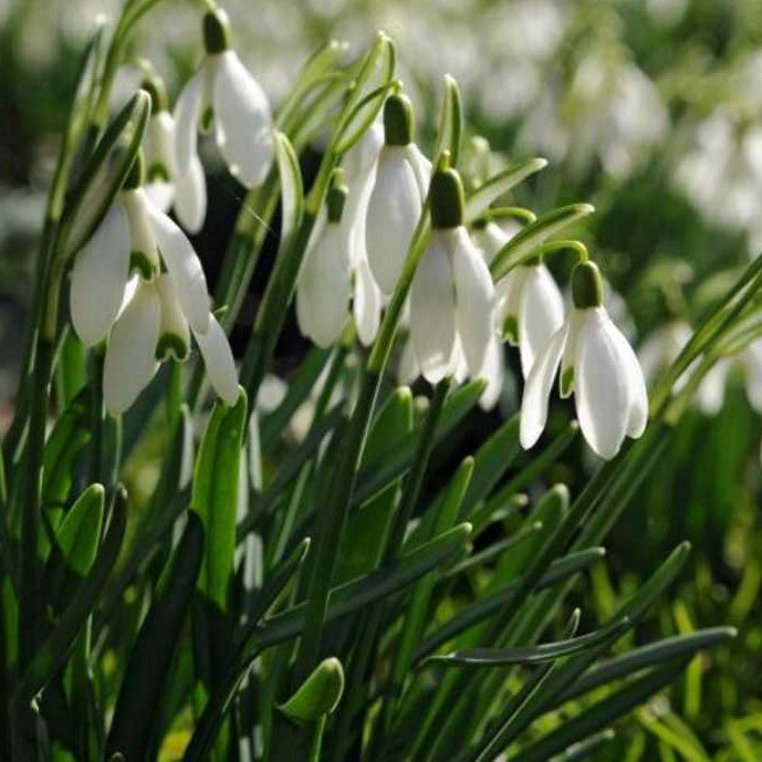 Snowdrop Galanthus Single