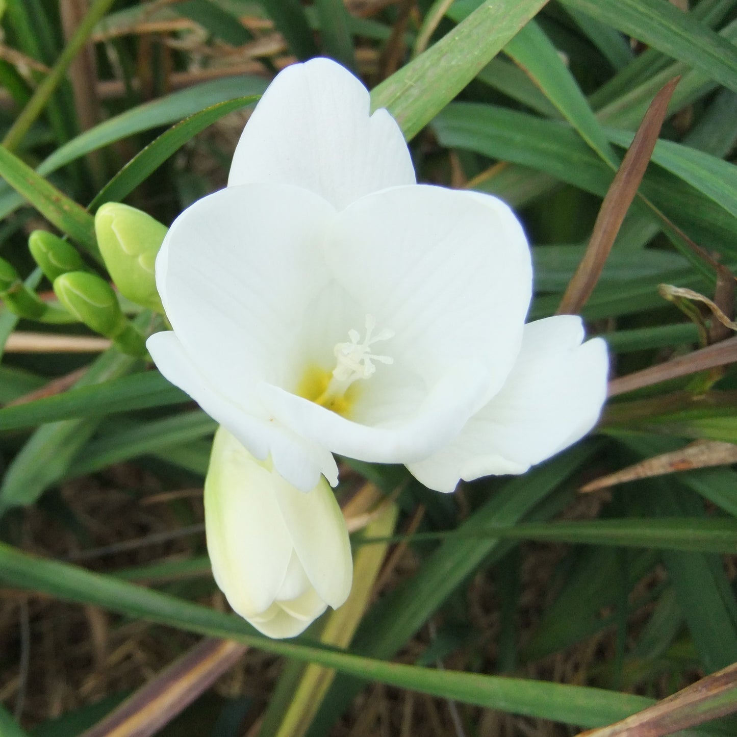 Single Freesia - White