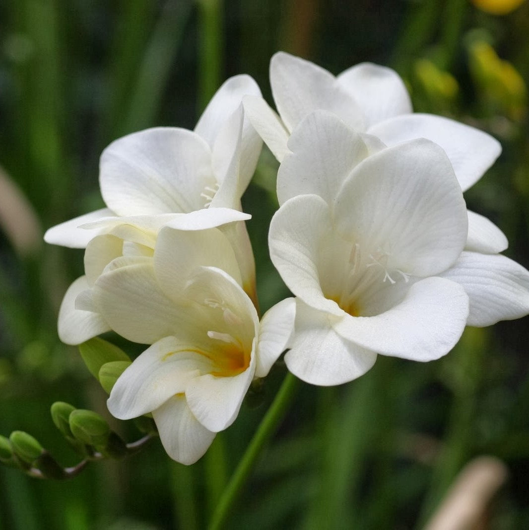 Single Freesia - White