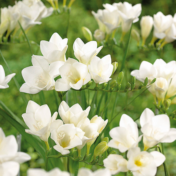 Single Freesia - White