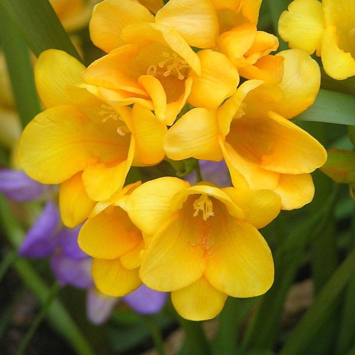 Single Freesia - Yellow